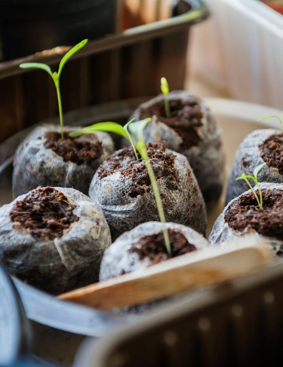 35mm Netted Coconut Fibre Pellets - 108 Pack - Image 2