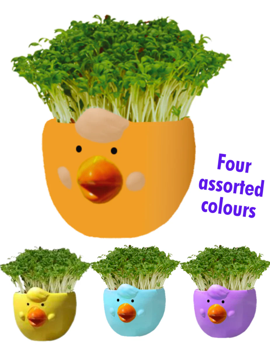 Easter Cress Chick - Assorted Colours - Image 3