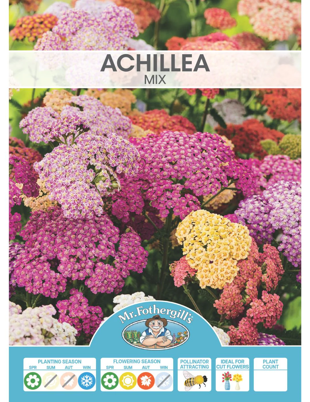 Achillea Mix (Season: Winter) - Image 2