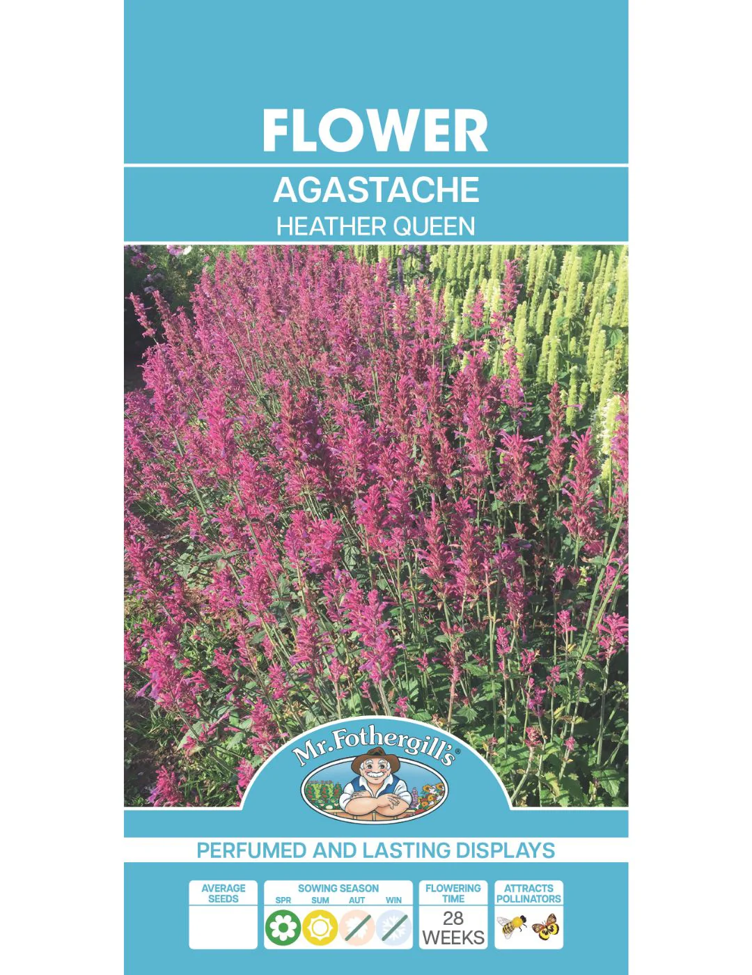 Agastache Heather Queen - Image 2