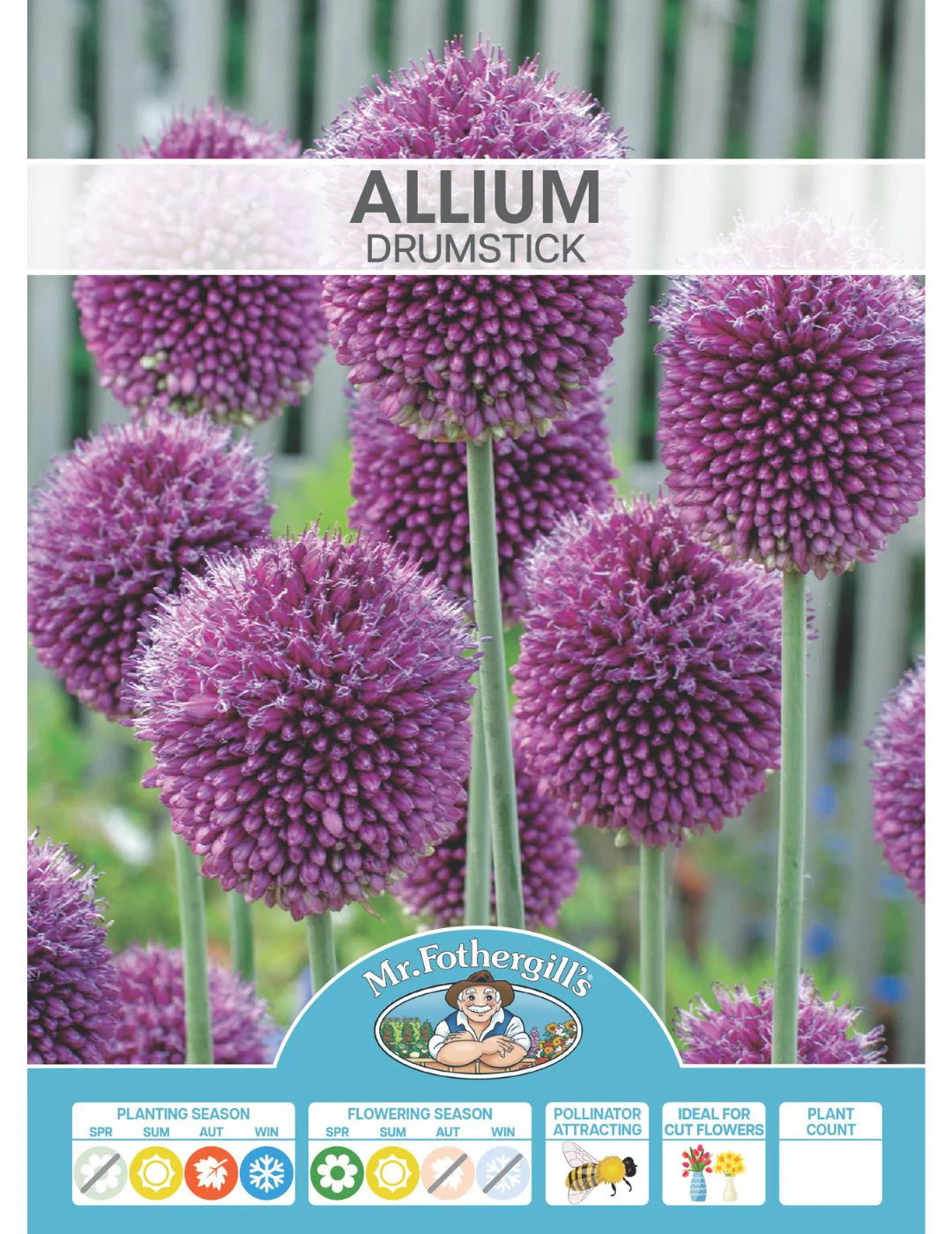 Allium Drumstick - Image 2