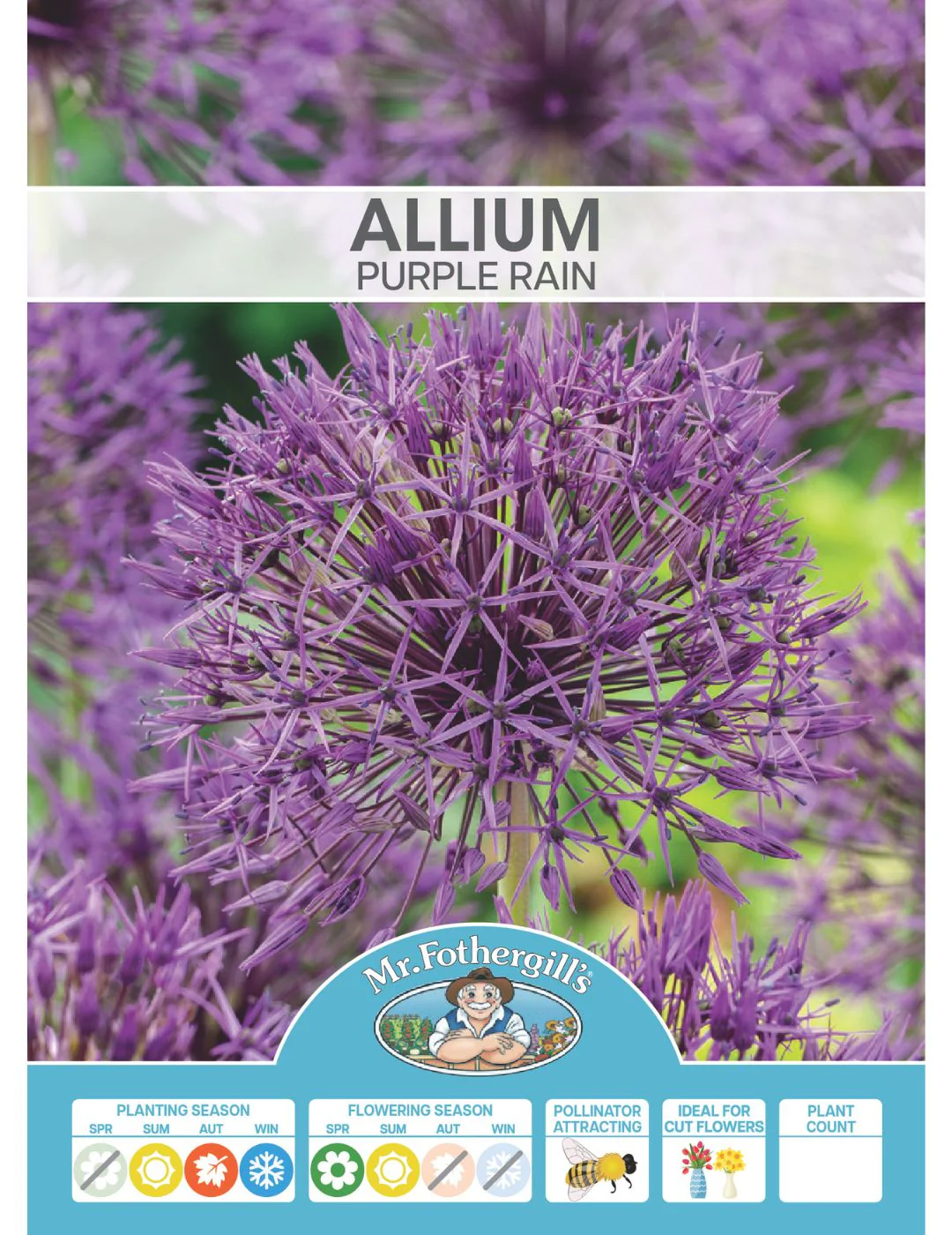 Allium Purple rain - Image 2
