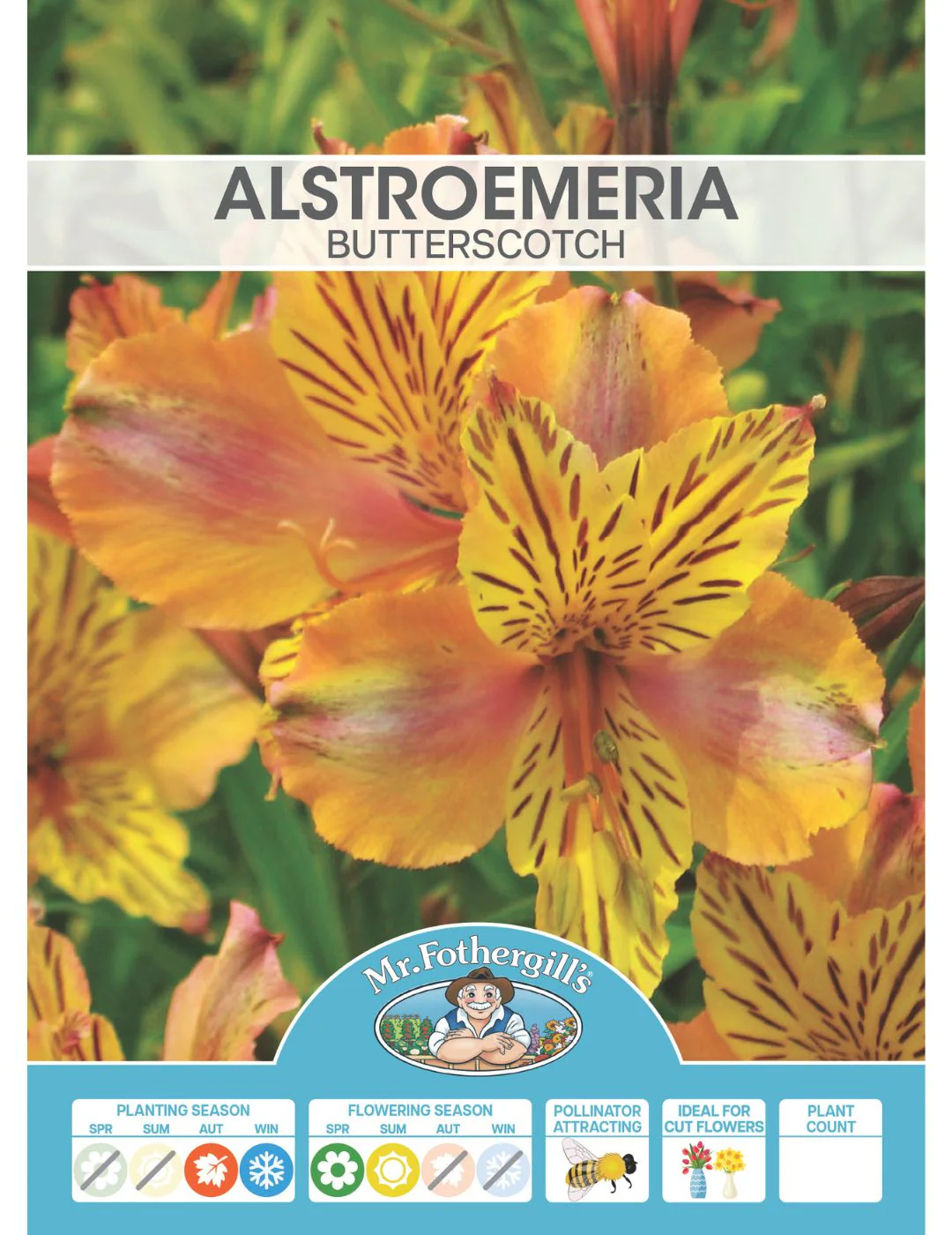 Alstroemeria Butterscotch Plant - Image 2