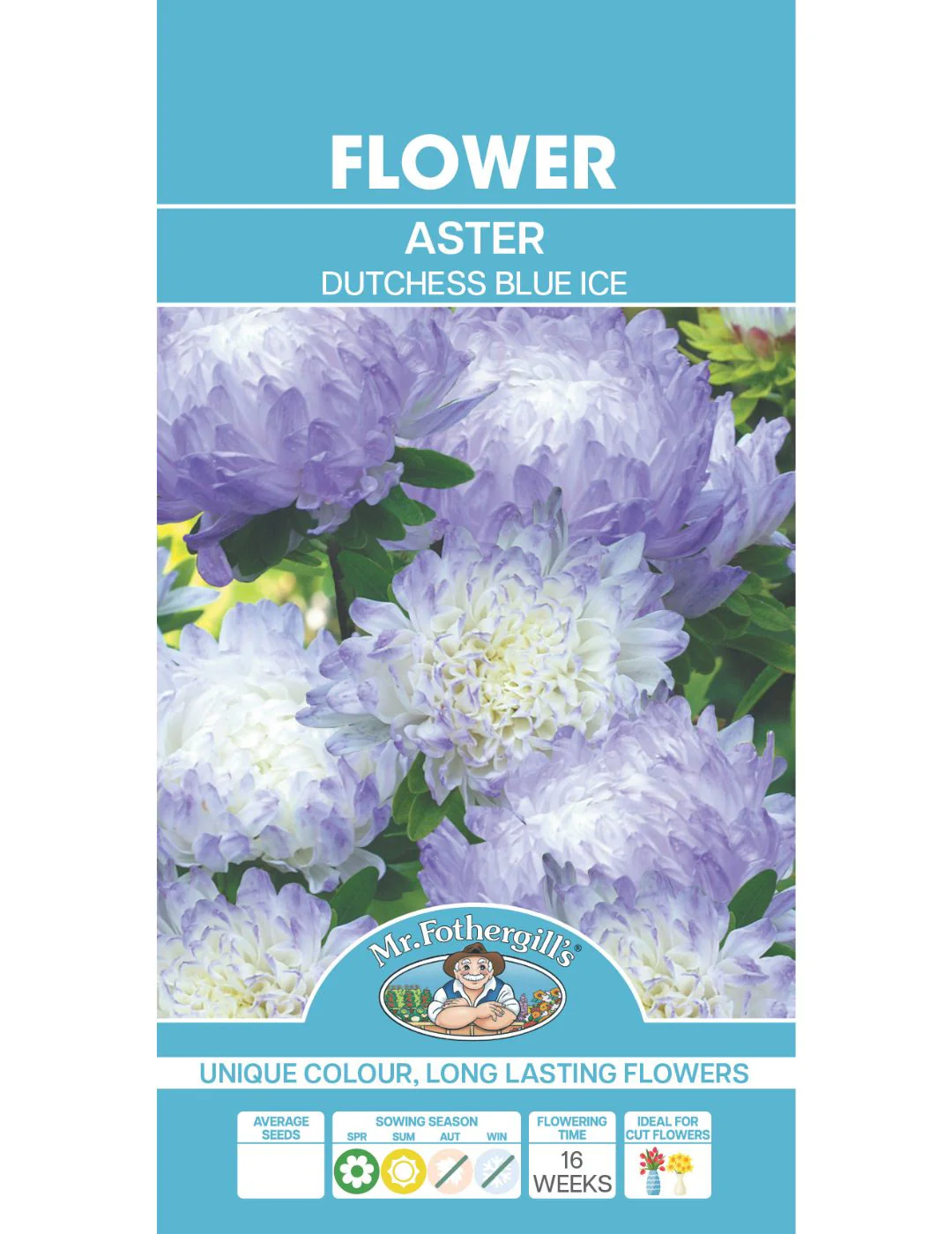 Aster Duchess Blue Ice - Image 2