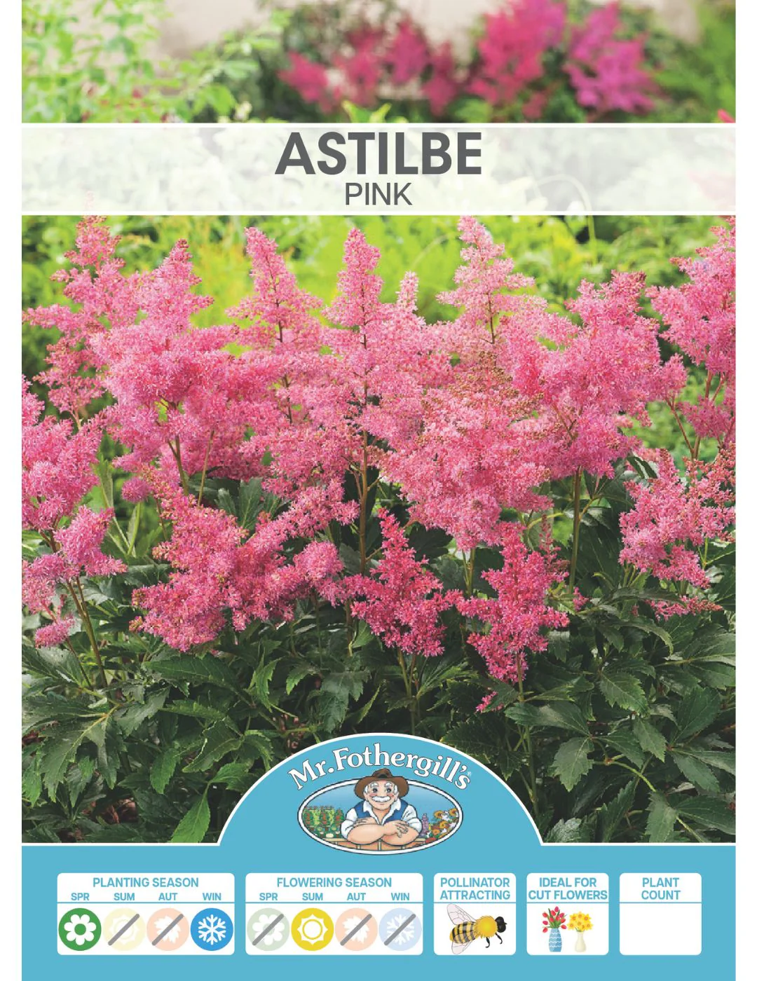 Astilbe Pink (Bulb) (Season: Winter) - Image 2