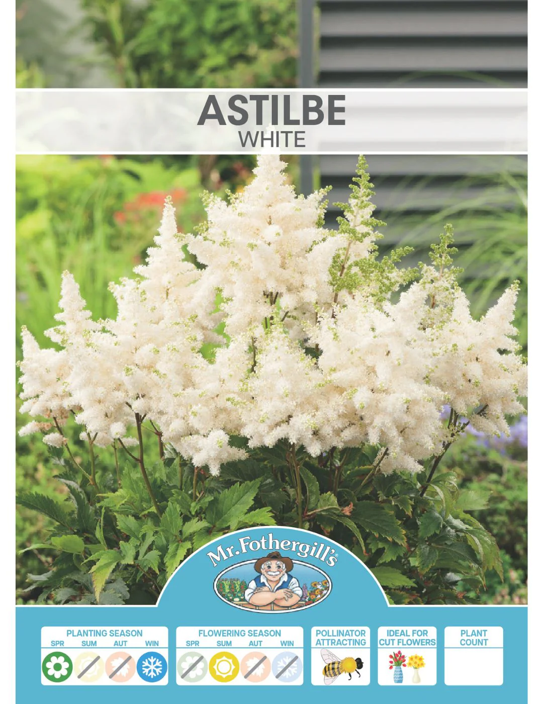 Astilbe White (Season: Winter) - Image 2