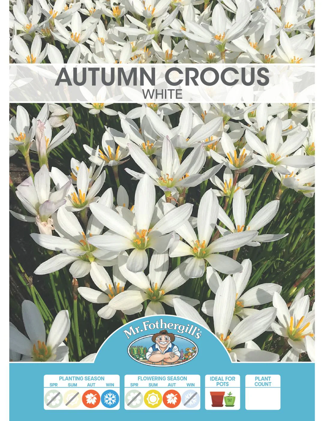 Autumn Crocus White Corms - Image 2