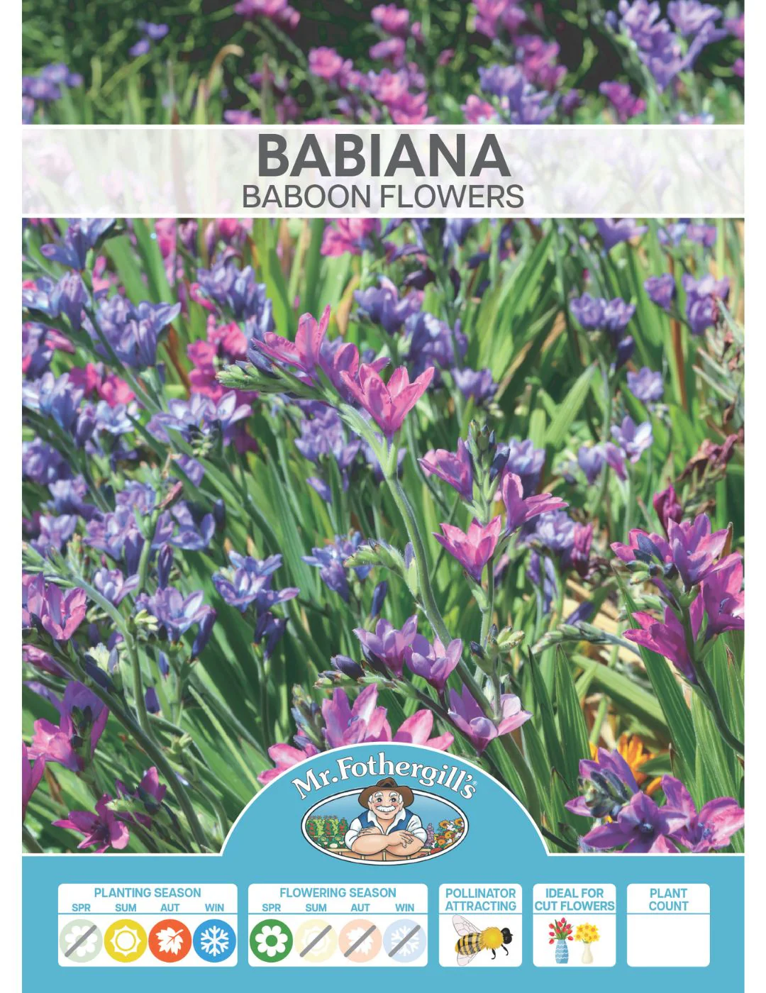 Babiana Baboon Bulbs - Image 2