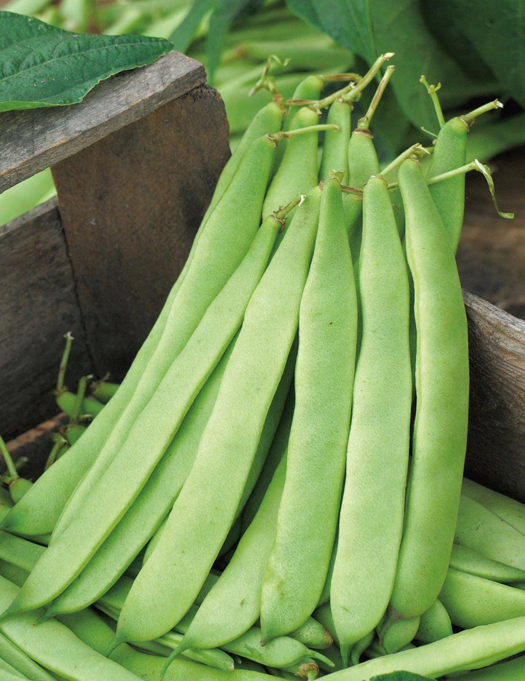 Bean, Dwarf Plazza