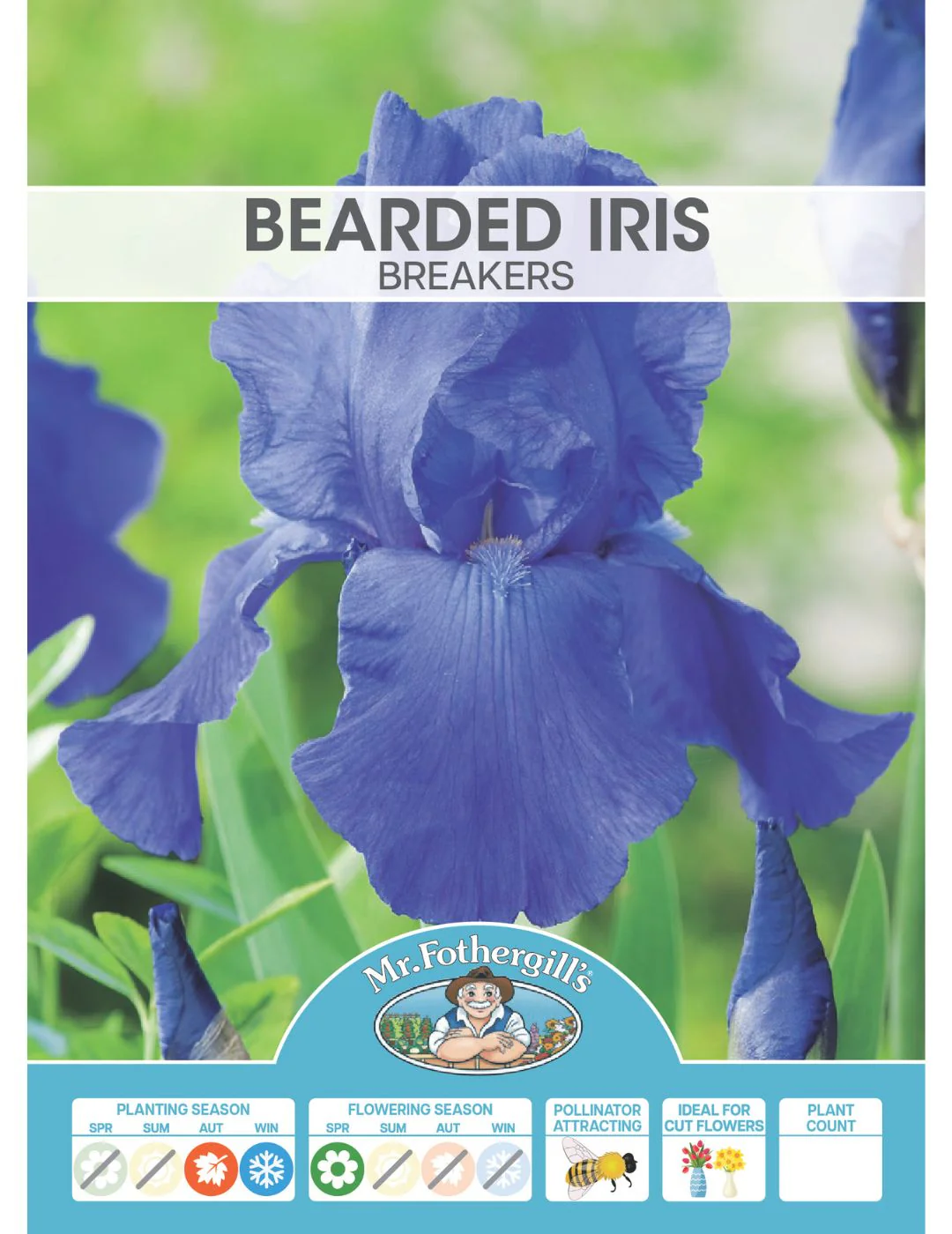 Bearded Iris Breakers (Season: Winter) - Image 2