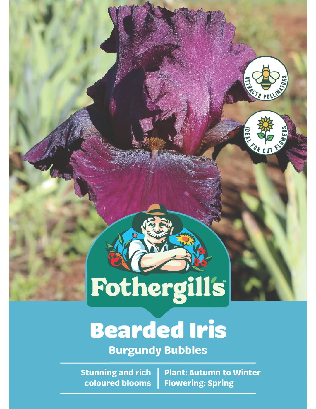 Bearded Iris Burgundy Bubbles (Season: Winter)