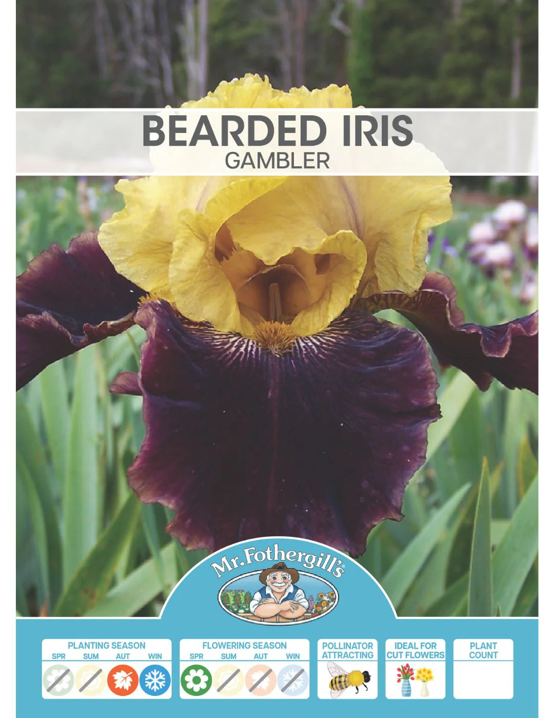 Bearded Iris Gambler Bulb (Season: Winter) - Image 2