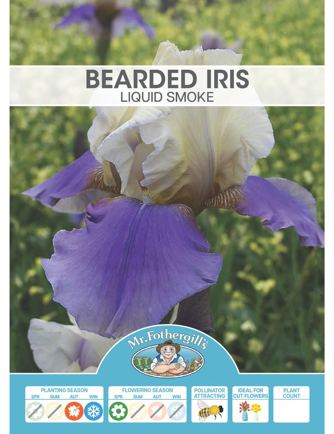 Bearded Iris Liquid Smoke (Season: Winter) - Image 2
