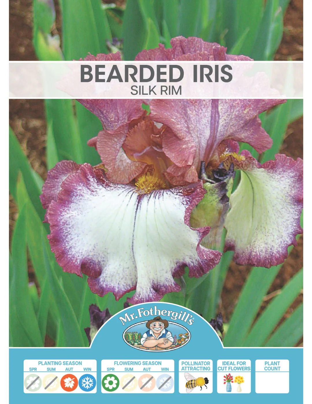 Bearded Iris Silk Rim (Season: Winter) - Image 2