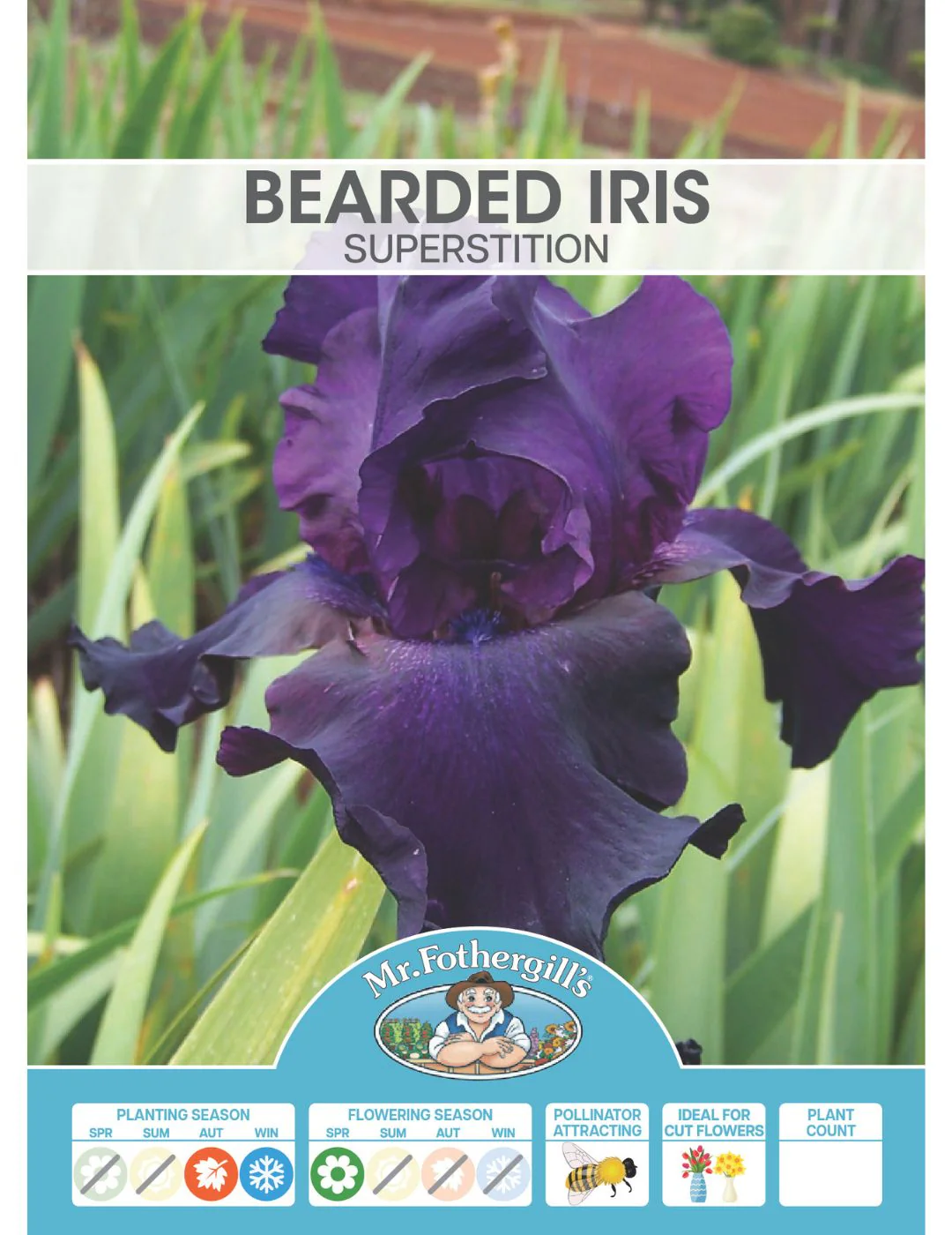 Bearded Iris Superstition Bulb (Season: Winter) - Image 2