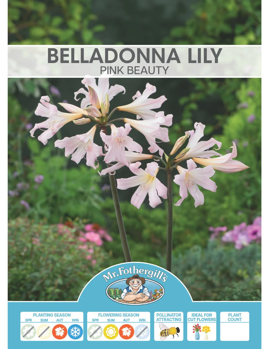Belladonna Lily Pink - Image 2