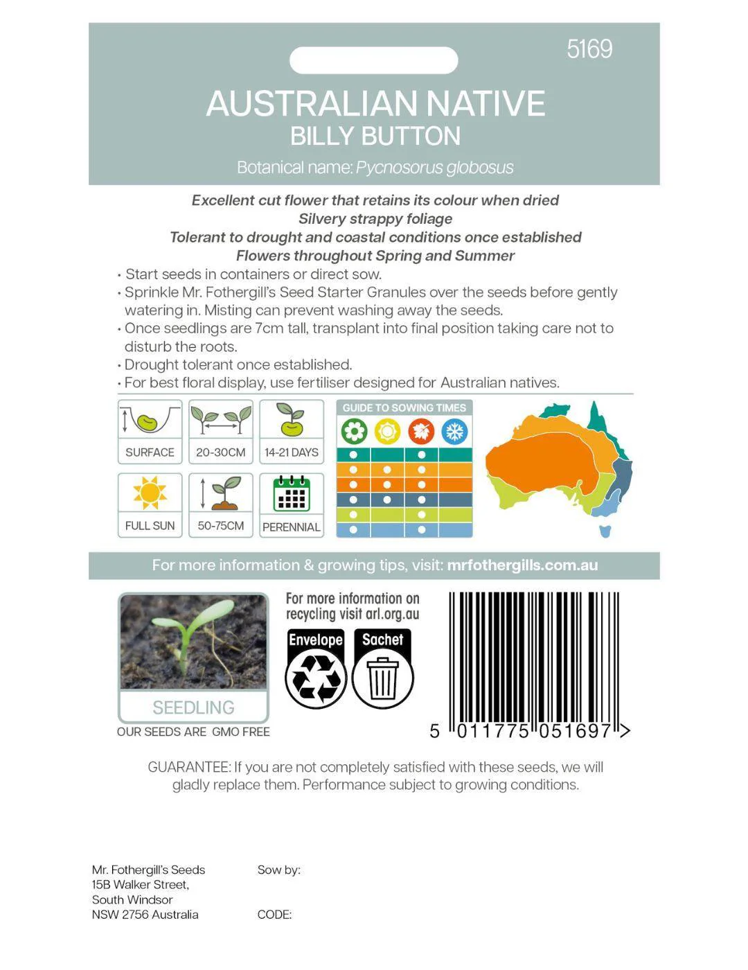 Billy Button Wildflower Seeds - Image 3