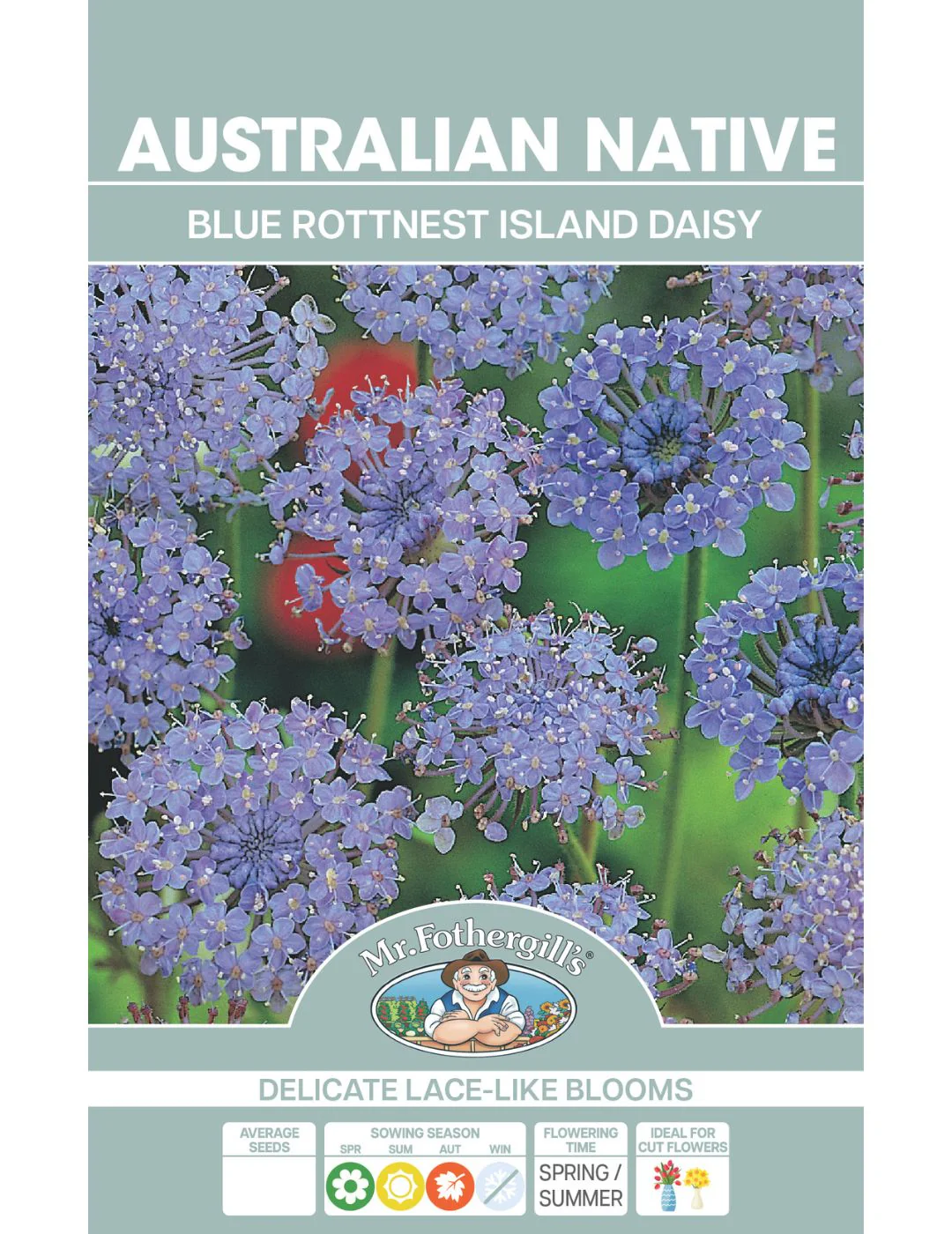 Blue Rottnest Island Daisy Wildflower Seeds - Image 2