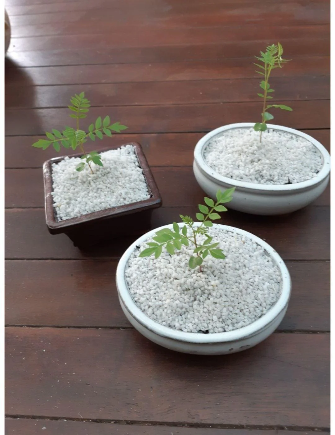 Bonsai Starter Kit - Jacaranda - Image 4