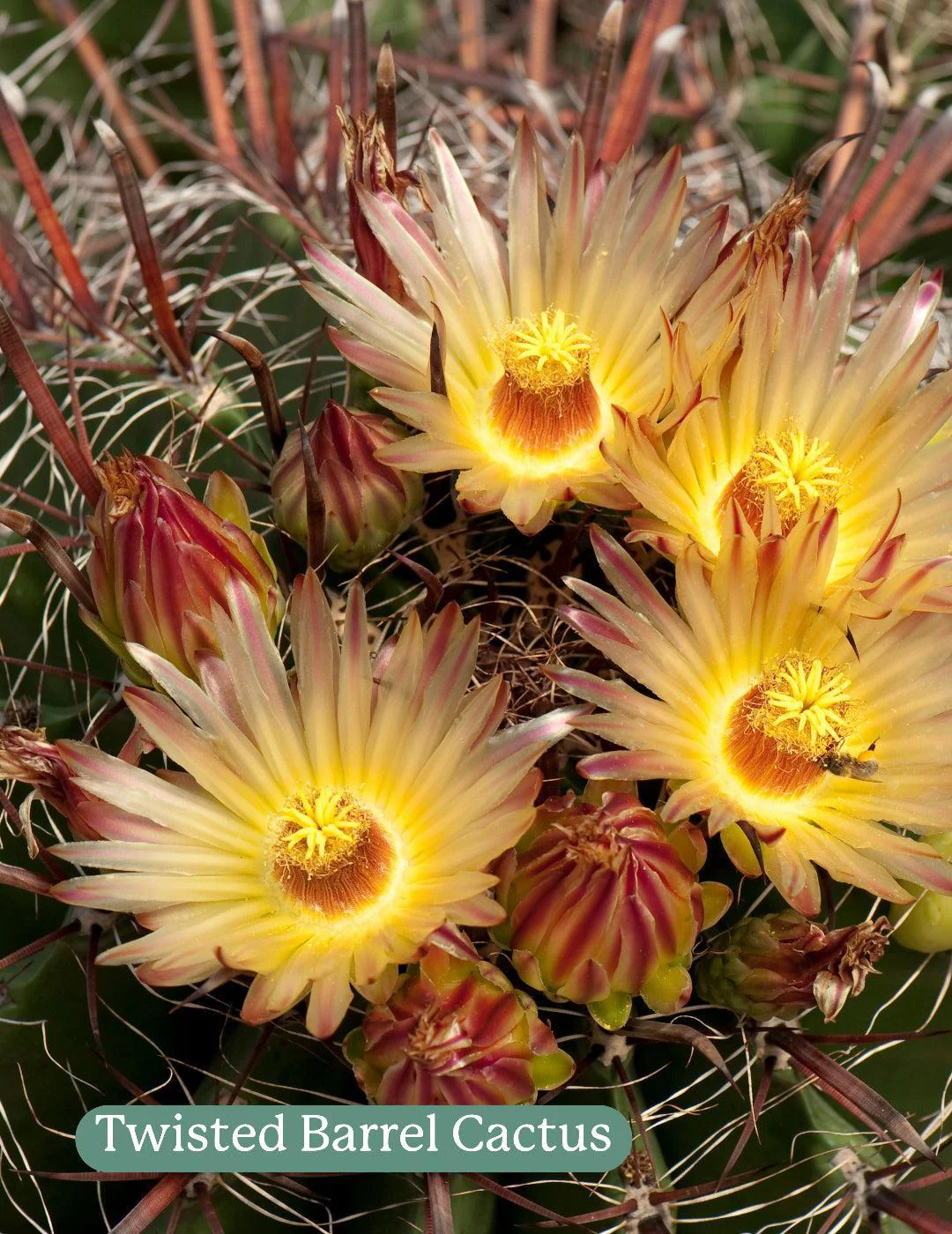 Cactus Mix - Image 2