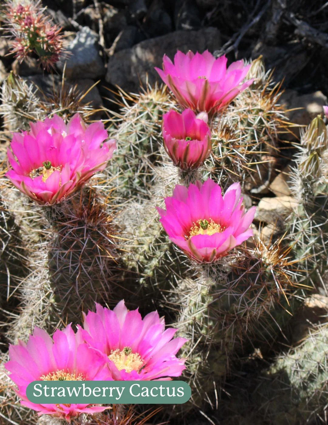 Cactus Mix - Image 3