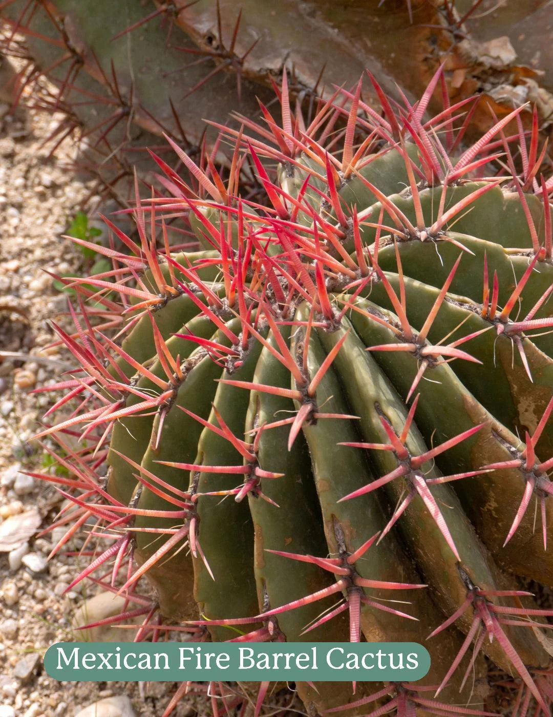 Cactus Mix - Image 4