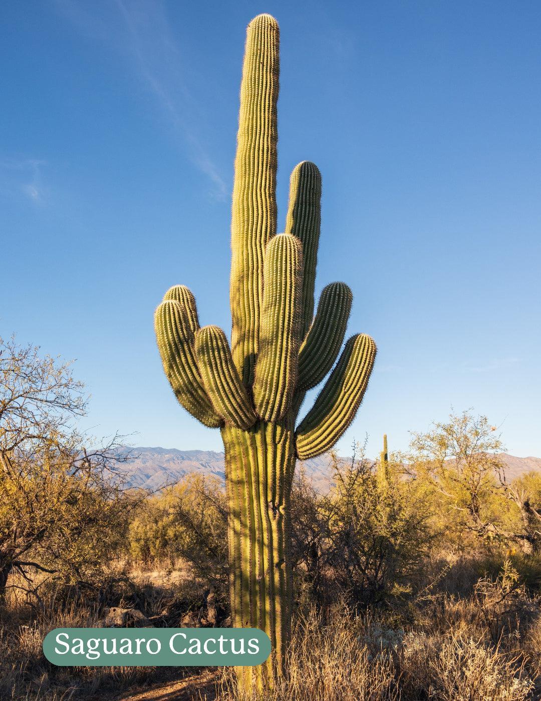 Cactus Mix - Image 5