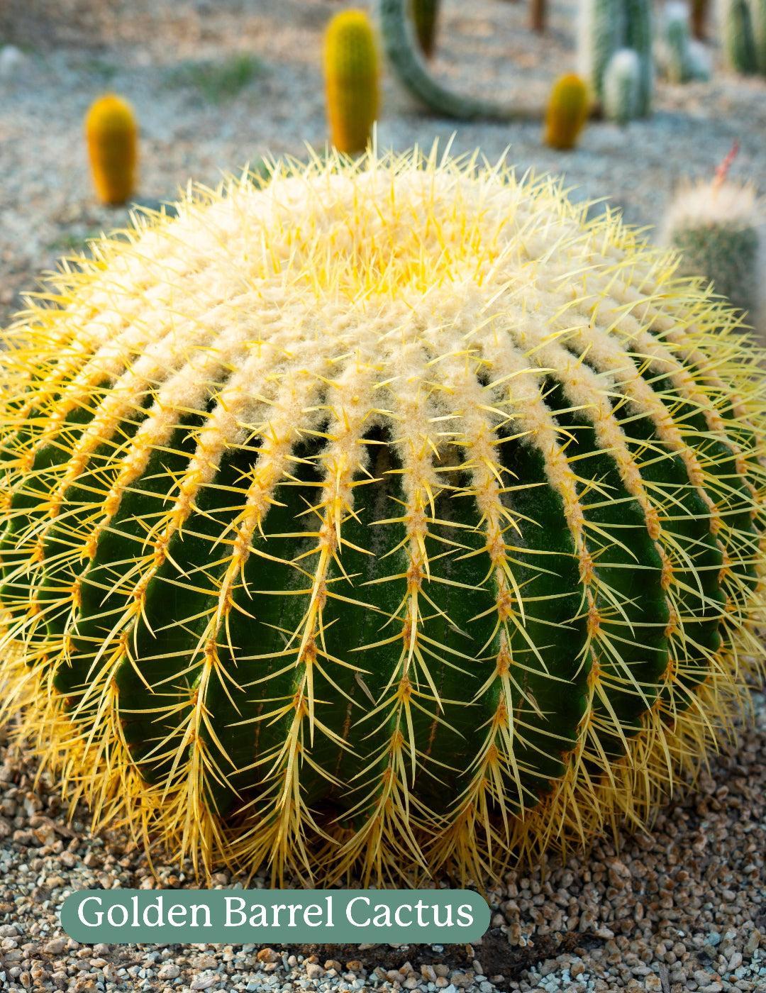 Cactus Mix - Image 6