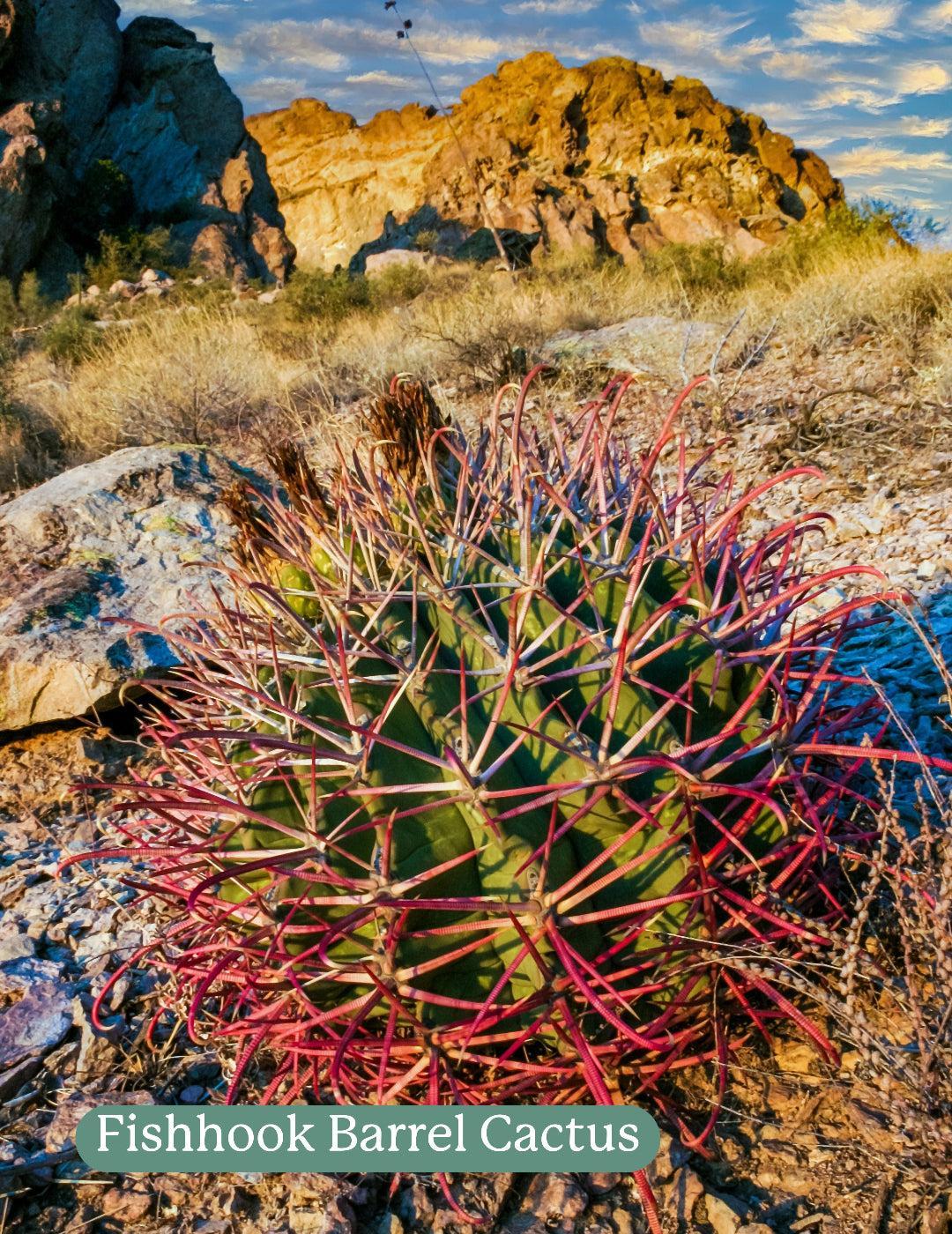 Cactus Mix - Image 7