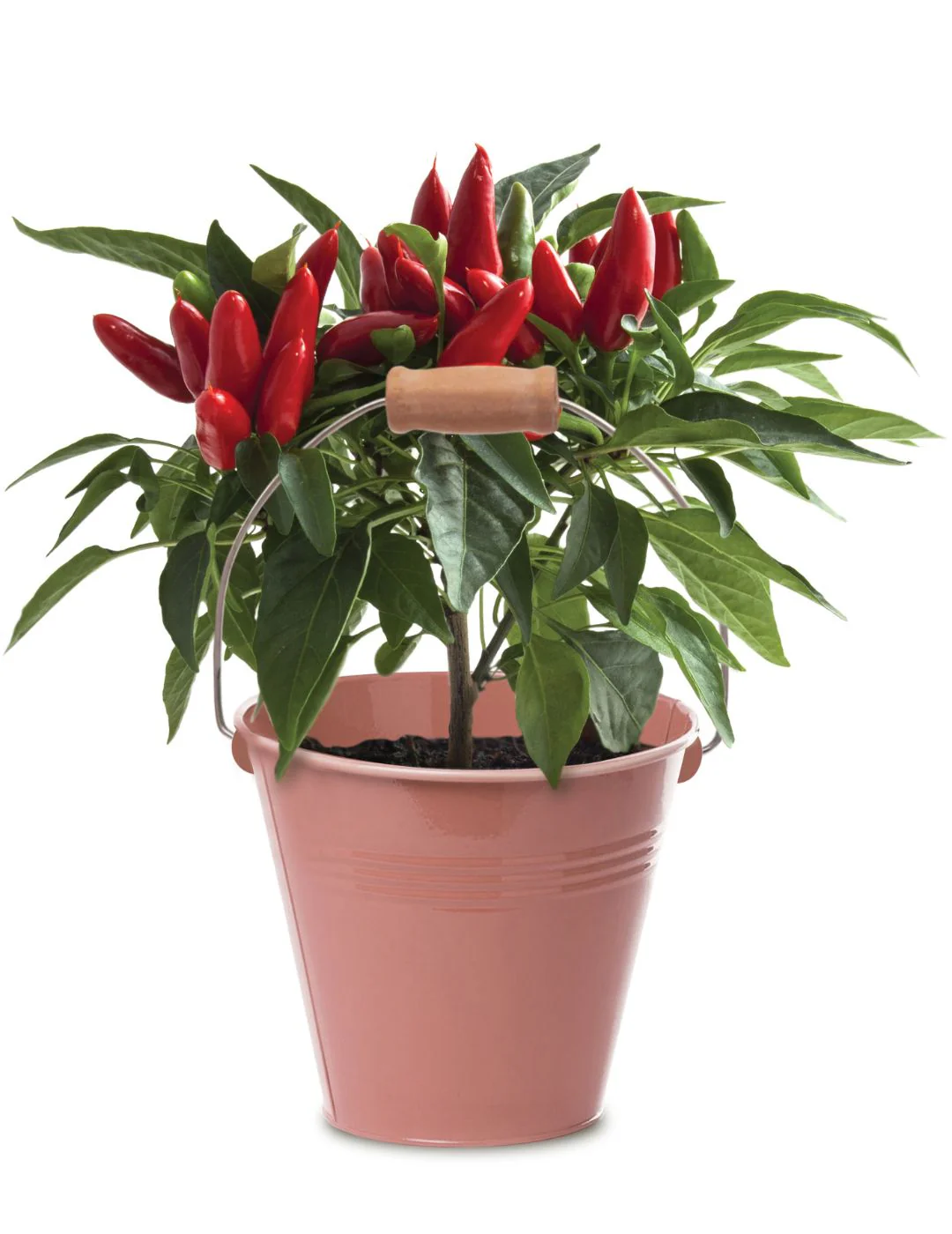 Chilli - Round Grow Kit Tin - Image 2