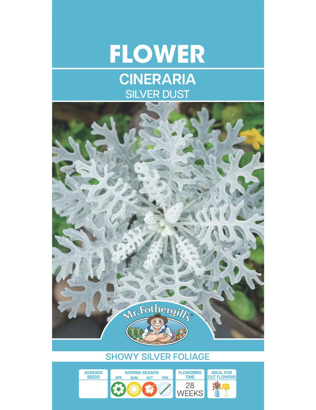 Cineraria Silver Dust Seeds - Image 2