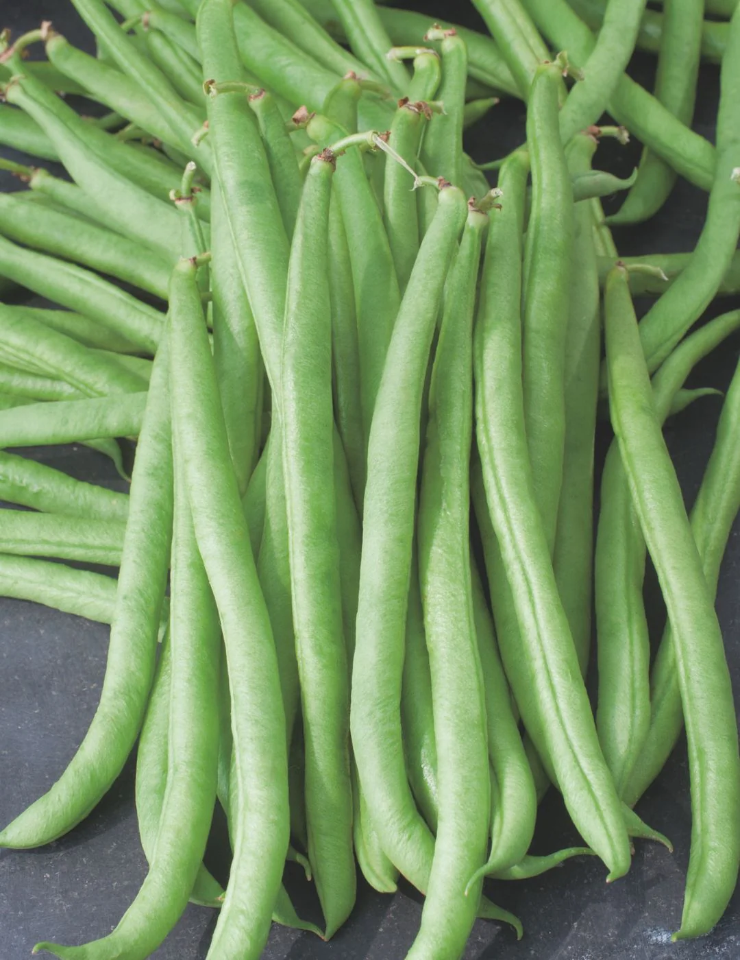 Climbing Bean Kentucky Blue