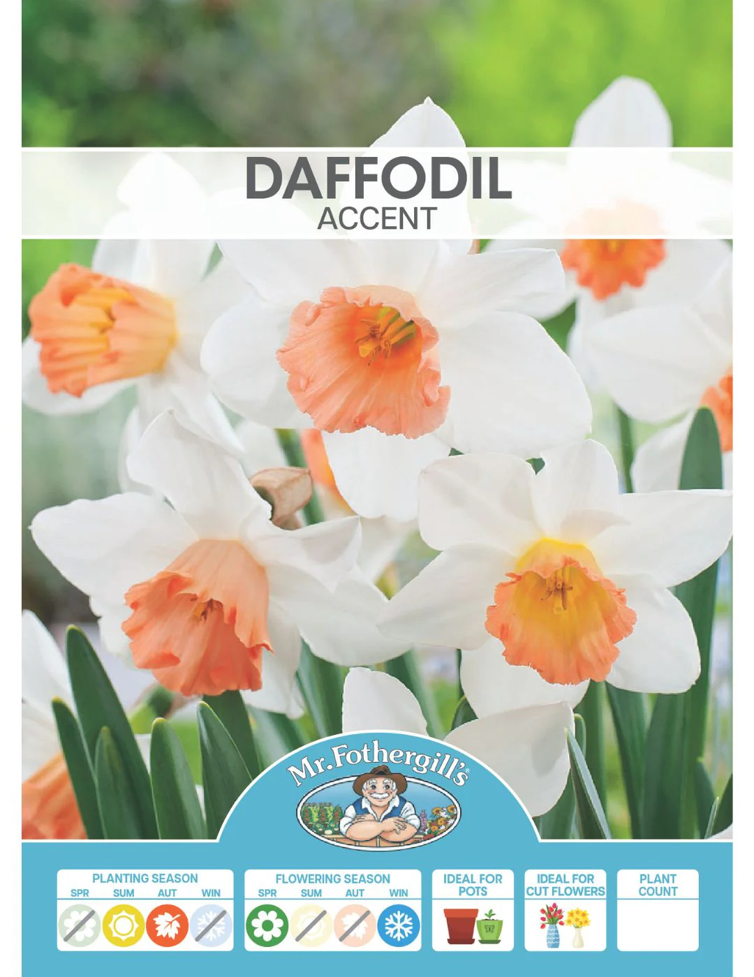 Daffodil Accent - Image 2