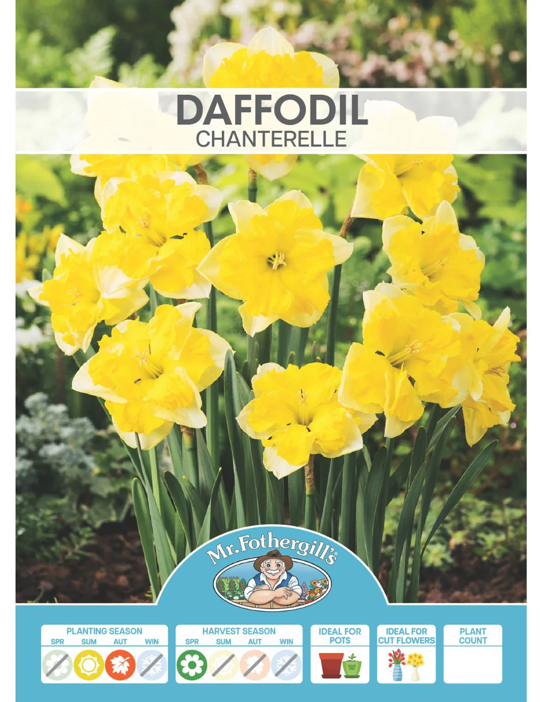 Daffodil Chanterelle - Image 2
