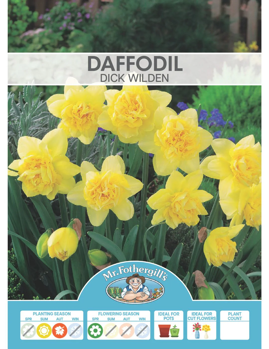 Daffodil Dick Wilden - Image 2