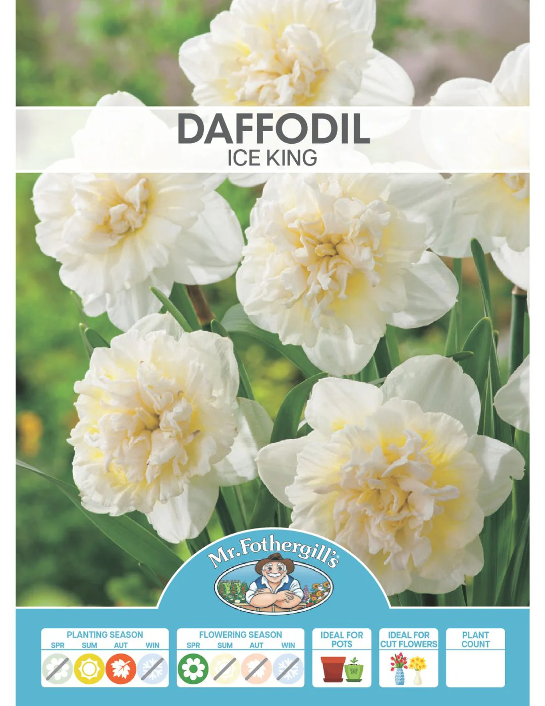 Daffodil Double Ice King - Image 2