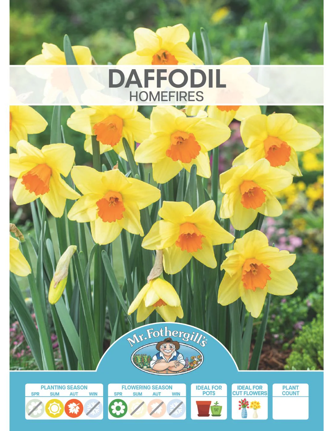 Daffodil Homefires - Image 2