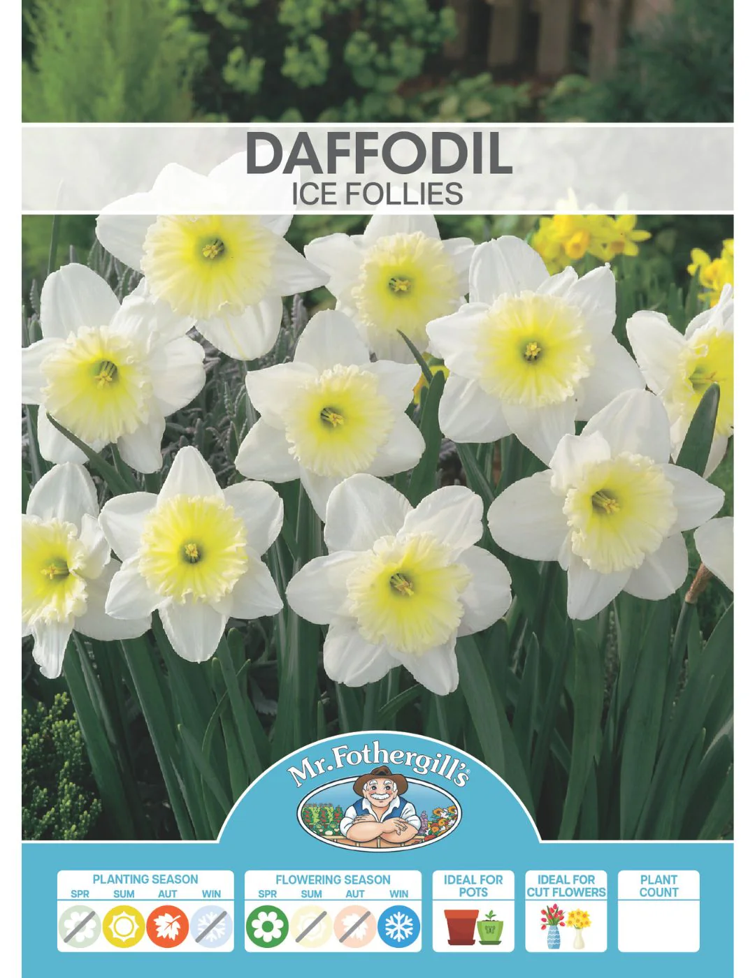 Daffodil Ice Follies - Image 2