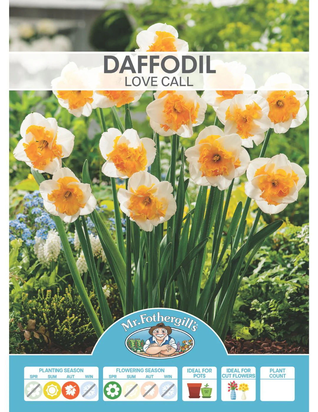 Daffodil Love Call - Image 2