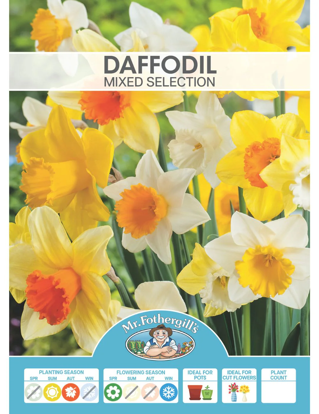 Daffodil Bulbs Mixed Selection - Image 2