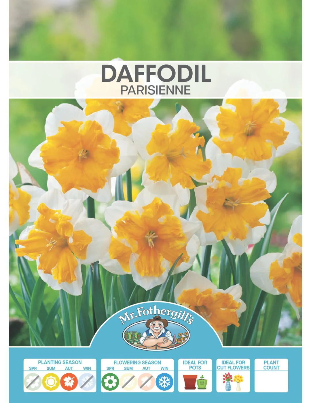 Daffodil Parisienne - Image 2