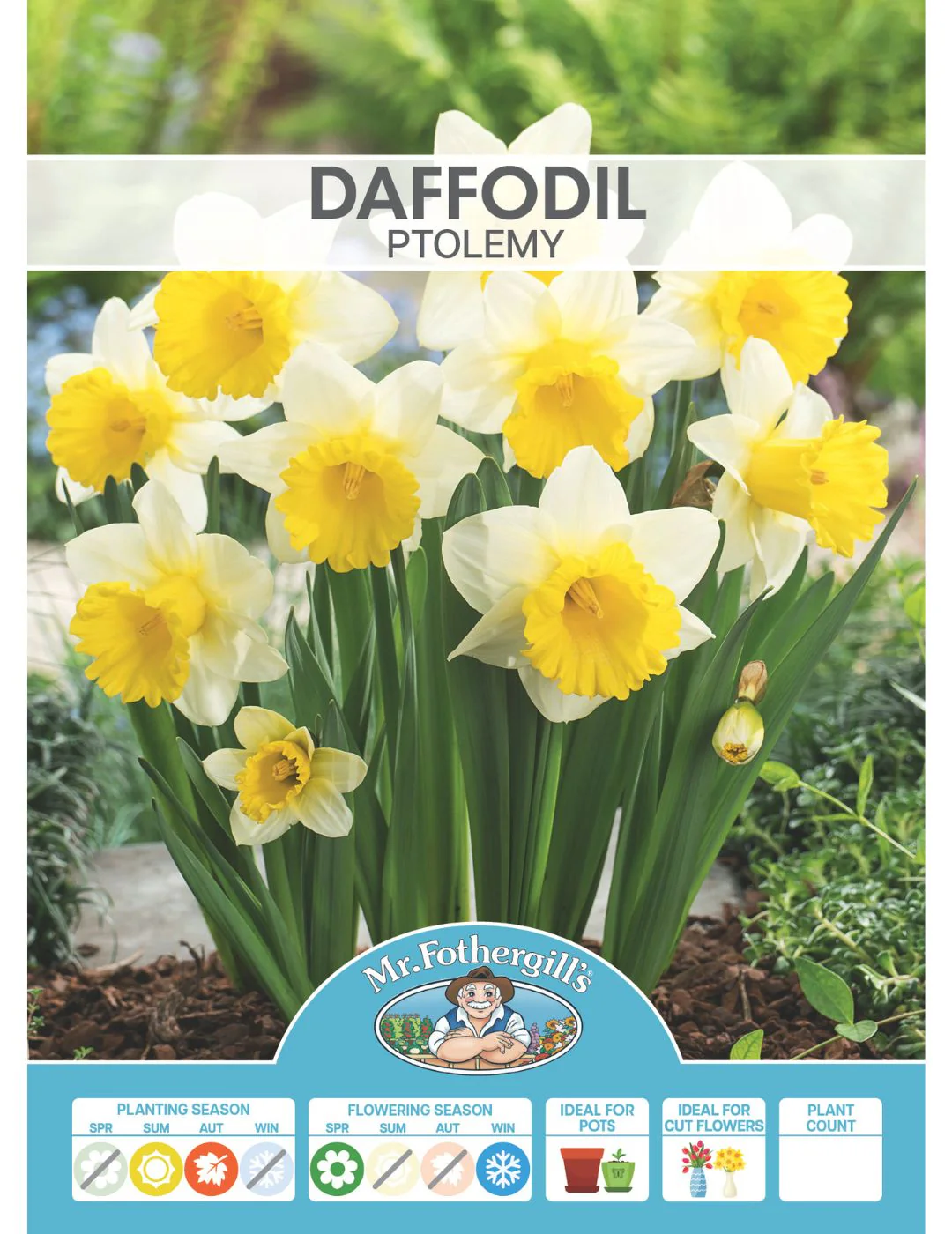 Daffodil Ptolemy - Image 2