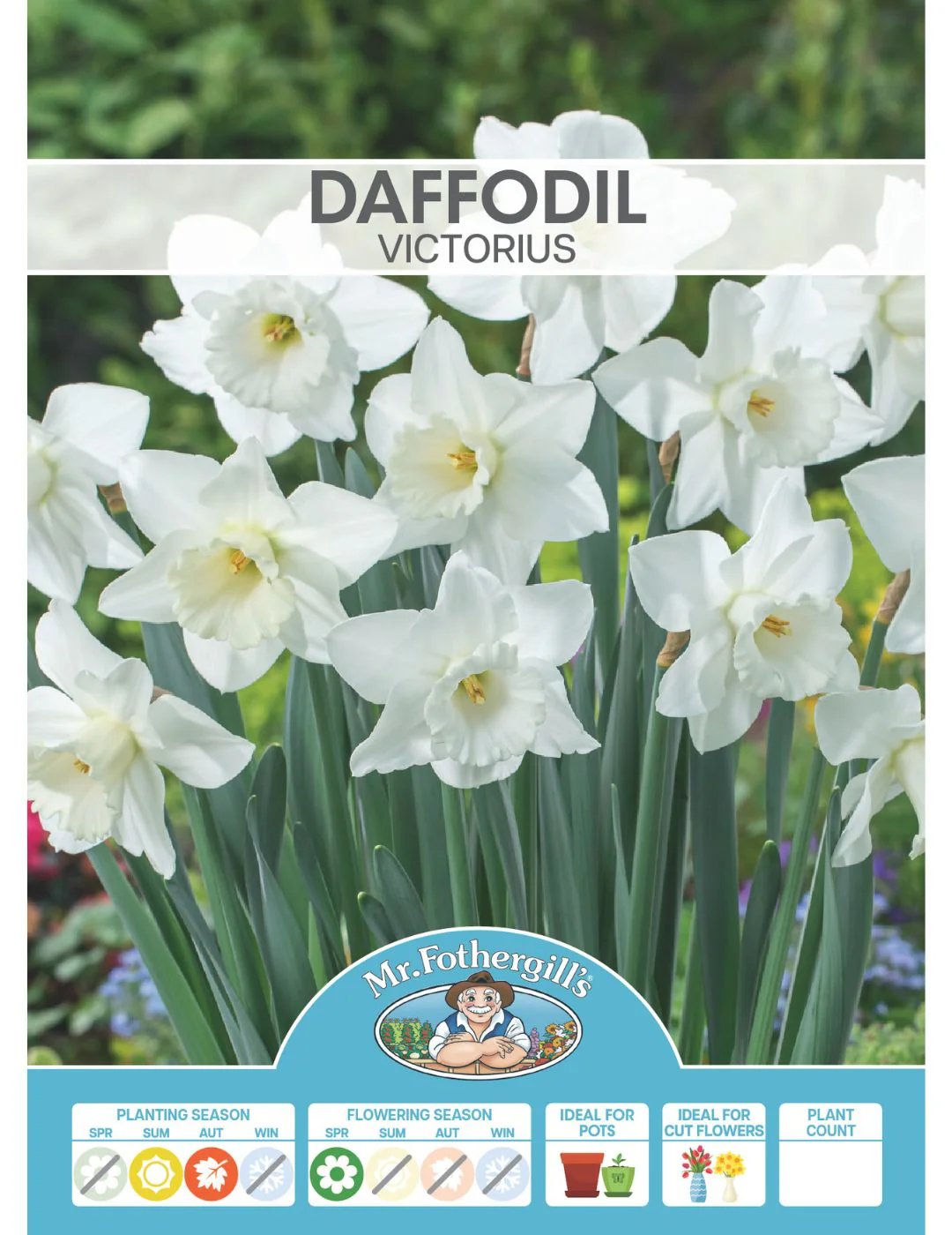 Daffodil Victorious - Image 2