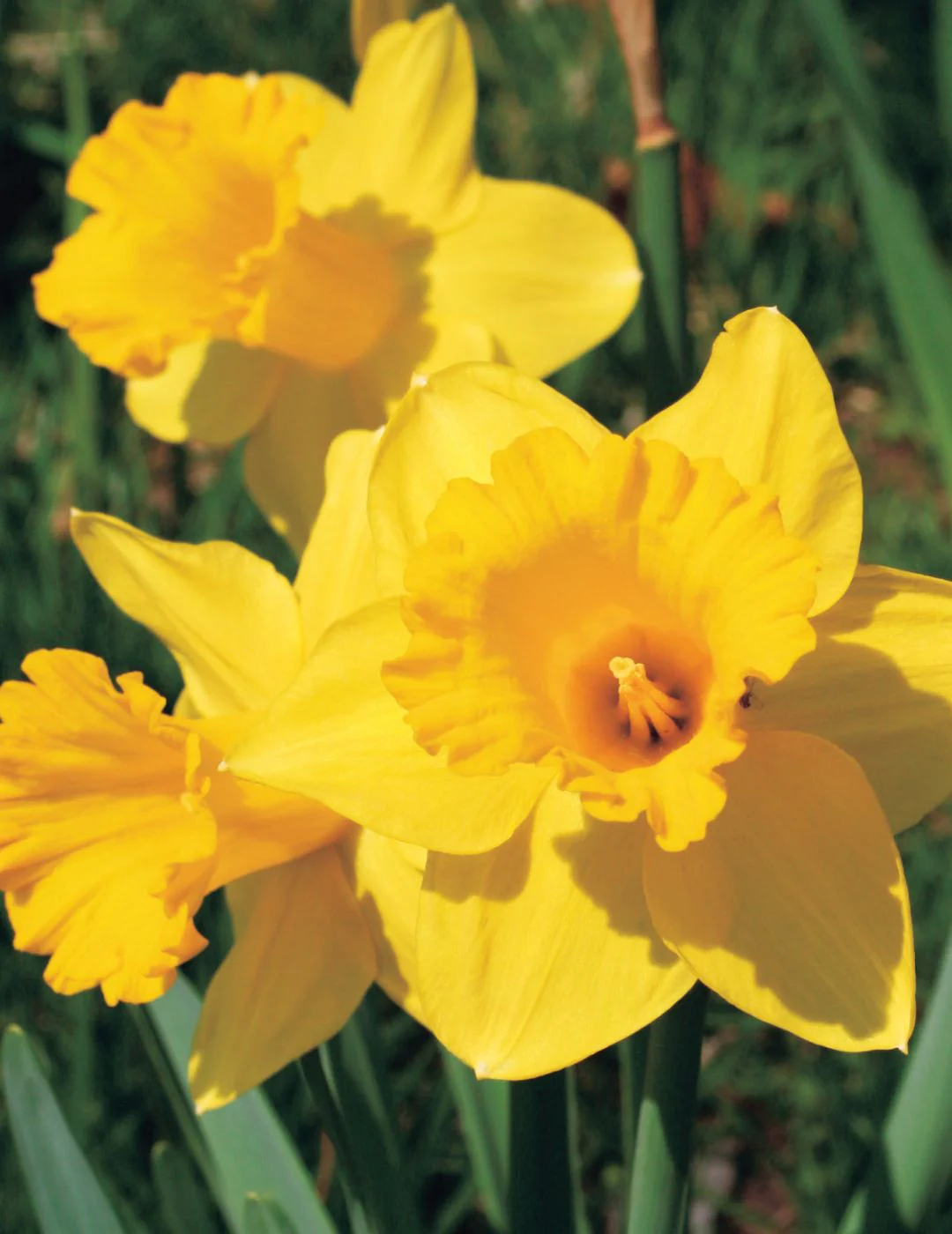 Daffodil Welcome Bulbs