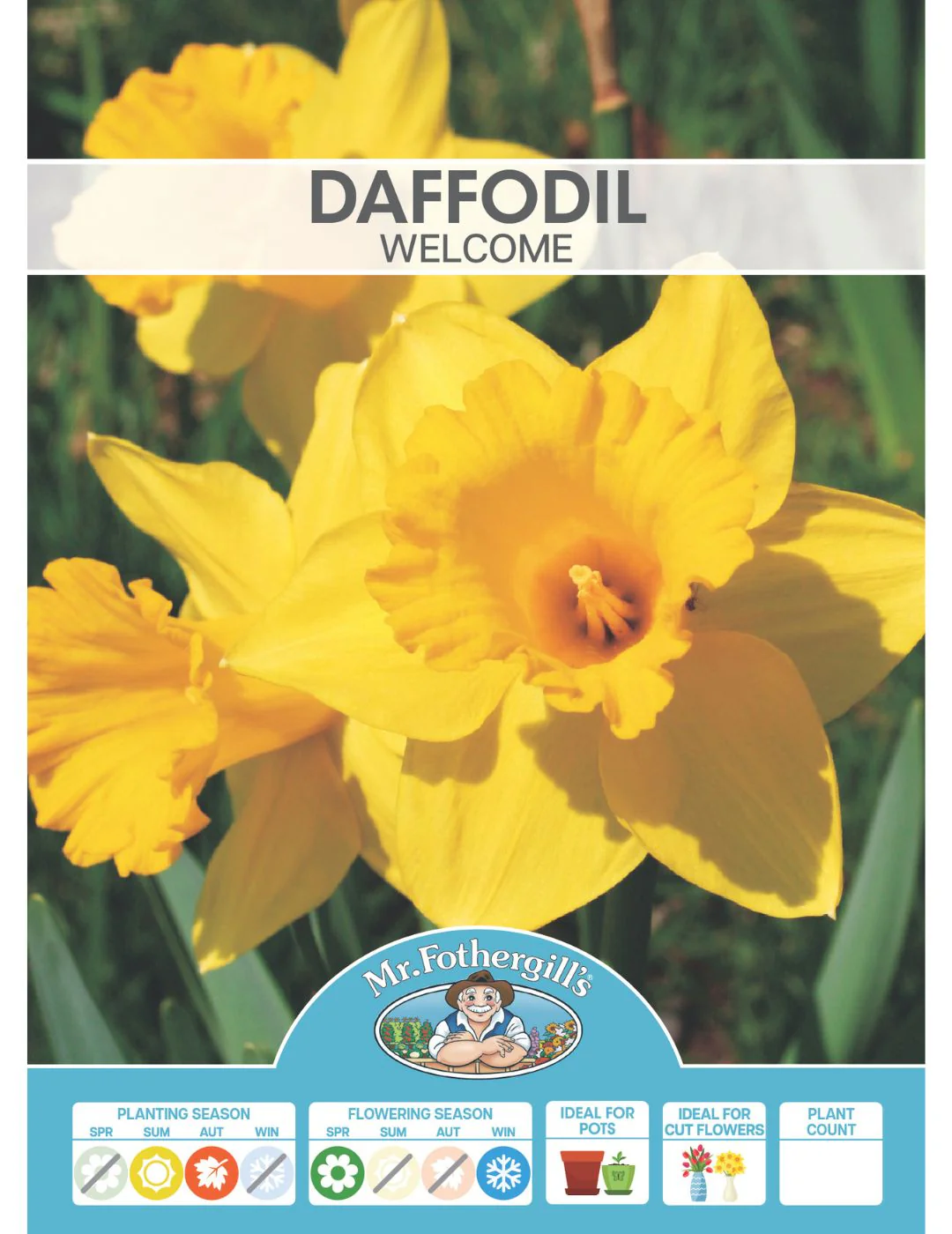 Daffodil Welcome Bulbs - Image 2