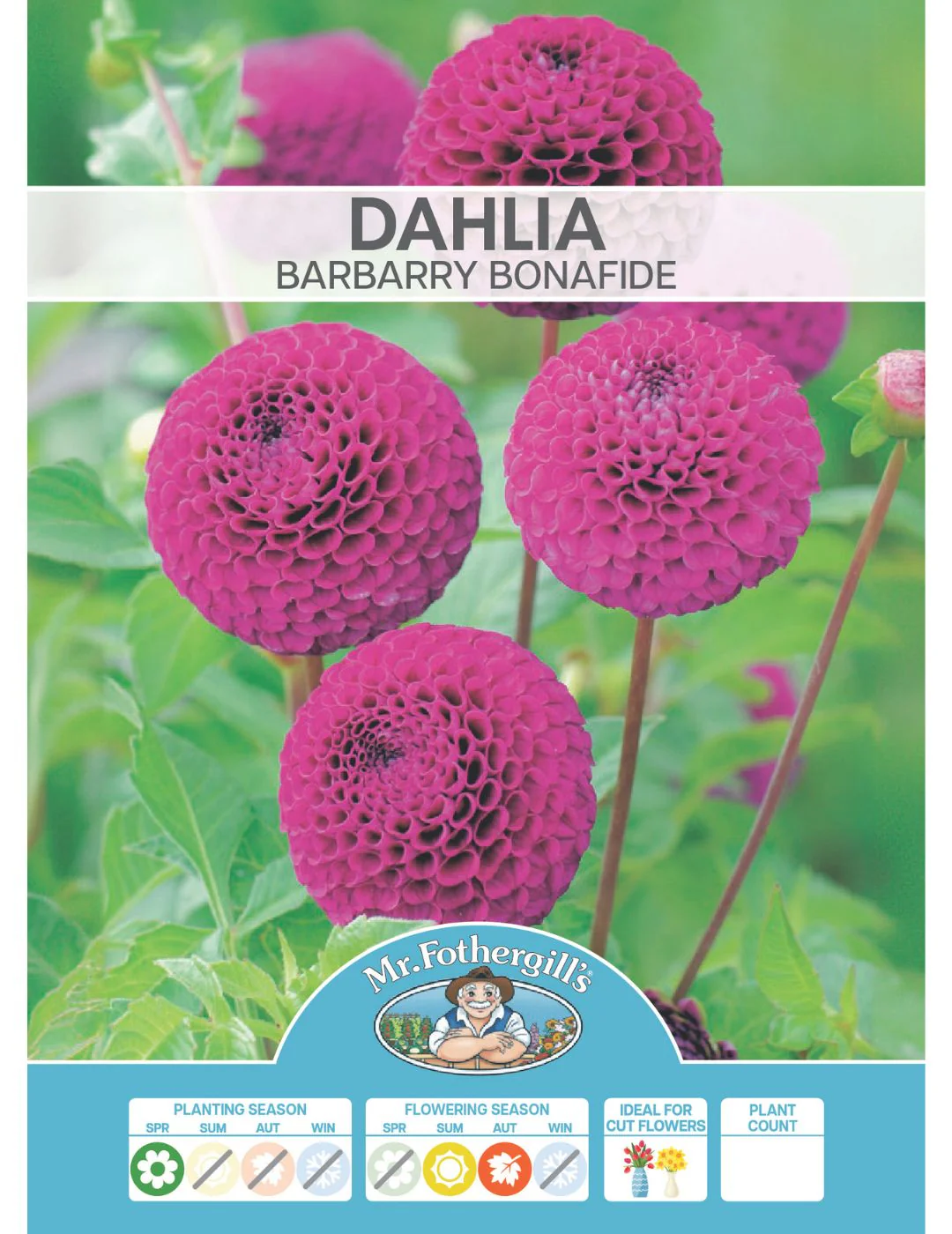 Dahlia Barbarry Bonafide (Season: Aug-Sep) - Image 2