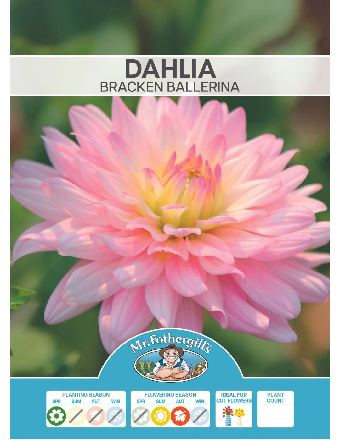 Dahlia Bracken Ballerina (Season:Aug-Sep) - Image 2