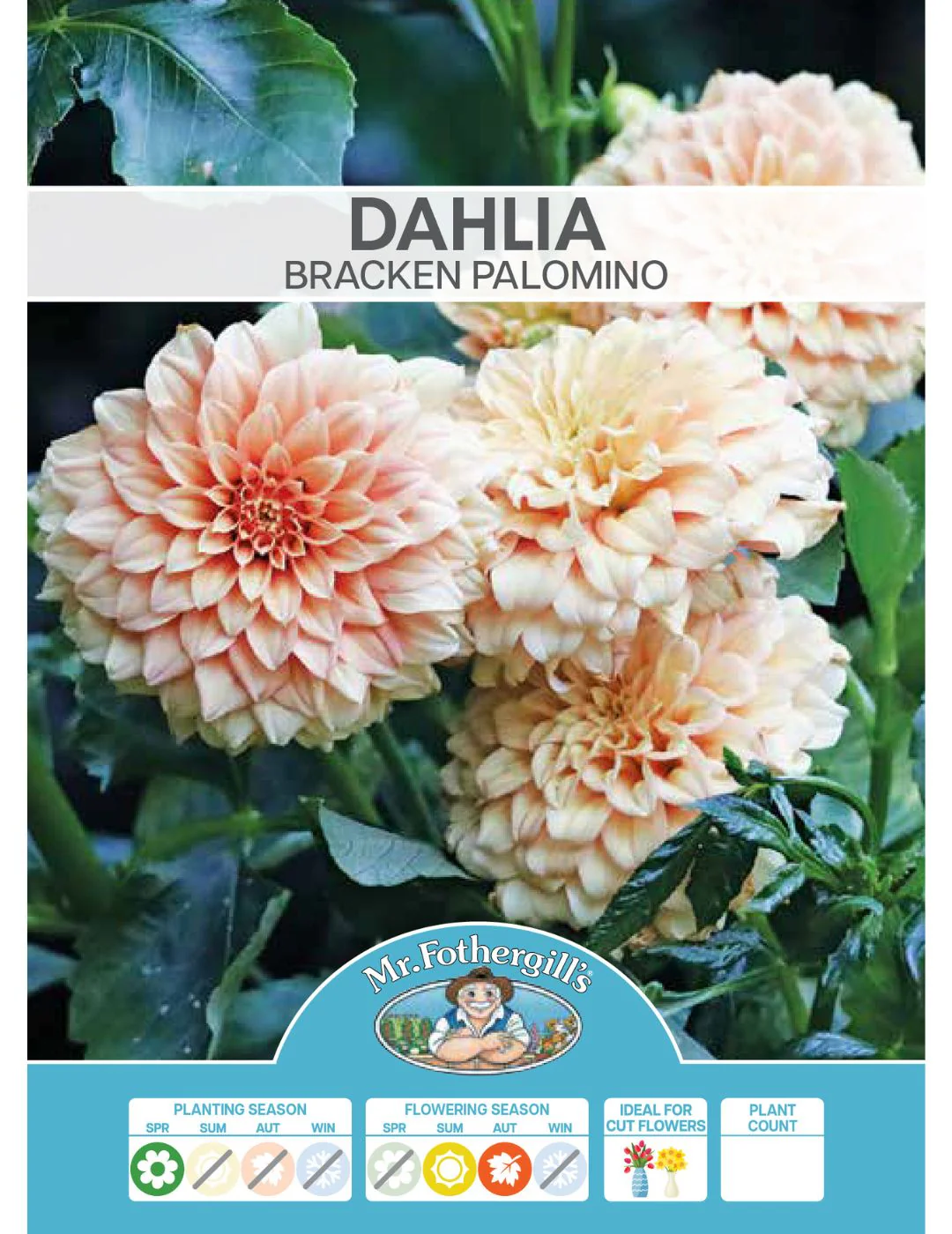 Dahlia Bracken Palomino (Season: Aug-Sep) - Image 2