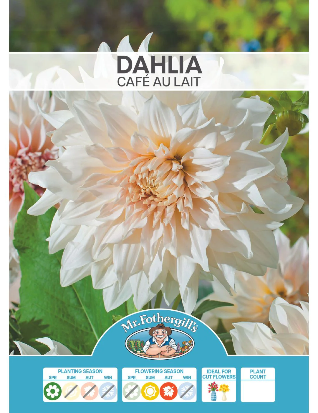 Dahlia Café Au Lait (Season:Aug-Sep) - Image 2