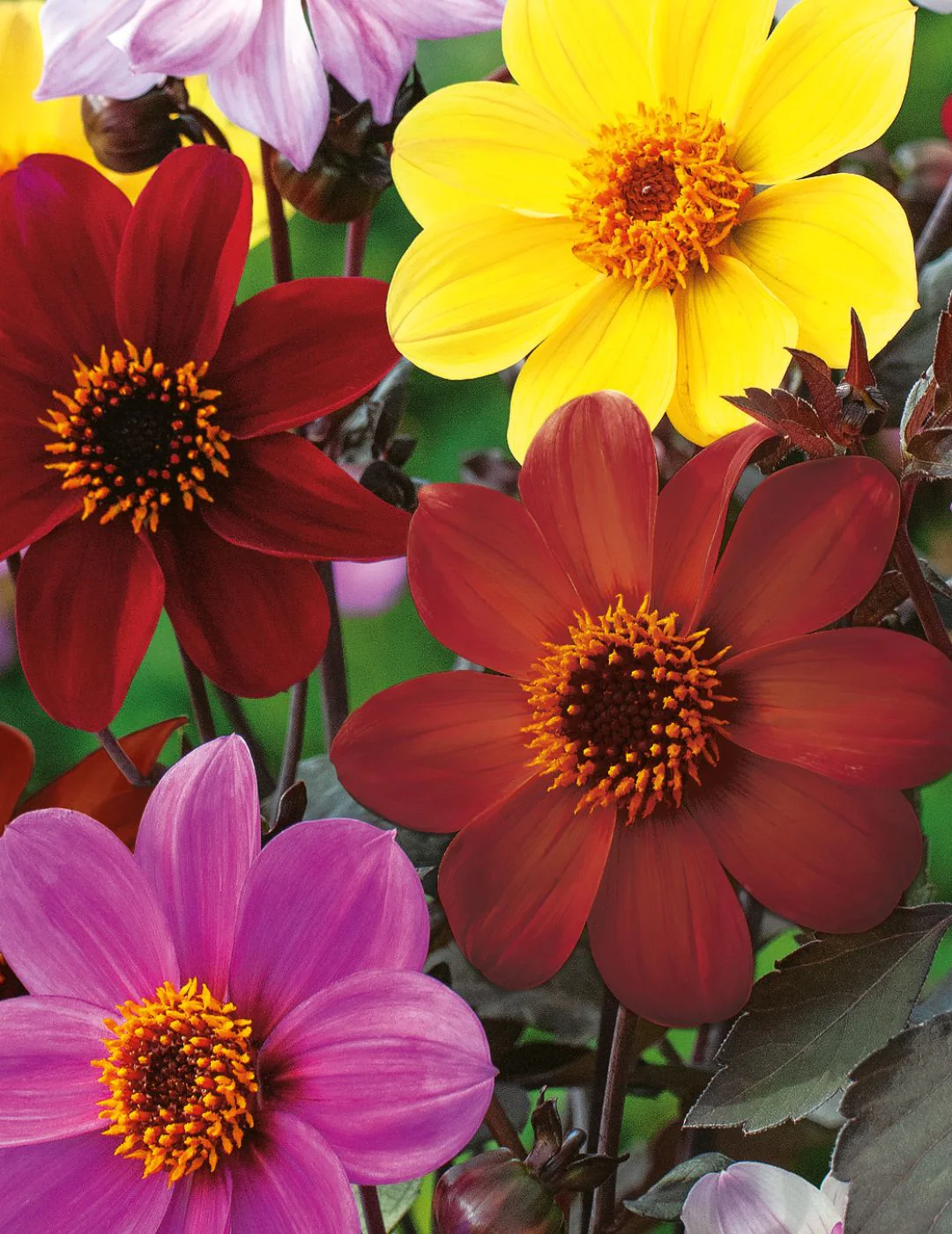 Dahlia Coltness Single Mix (Seeds)